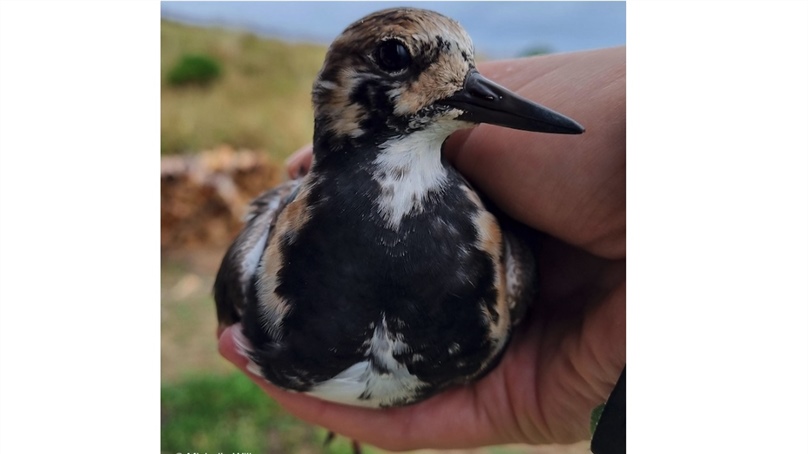 National Surveillance Program Shows Australia is a 'Global Sink' for Diversity of Avian Influenza Virus