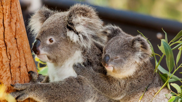 World Wildlife Day 2023