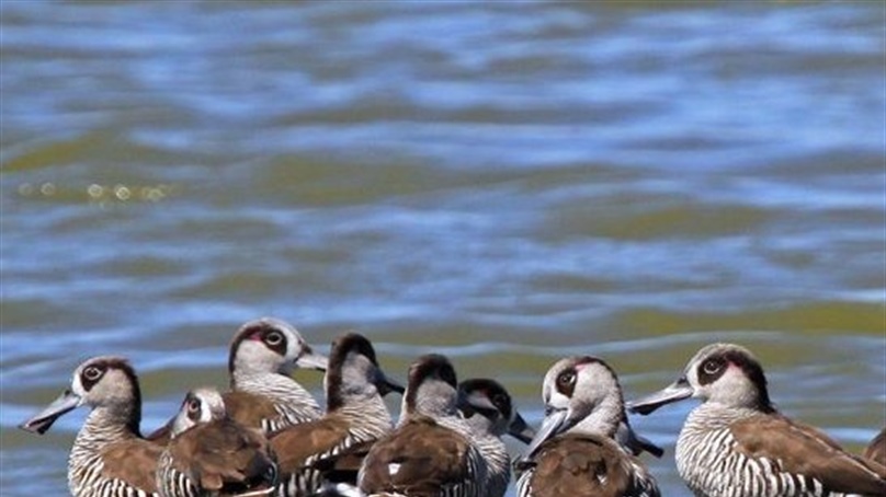Wildlife Health Australia update on avian influenza and wild birds