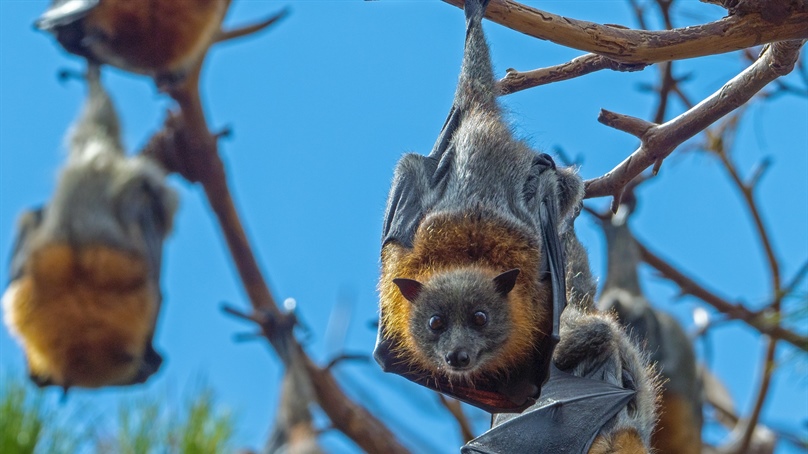 Celebrating 20 Years of the Bat Health Focus Group