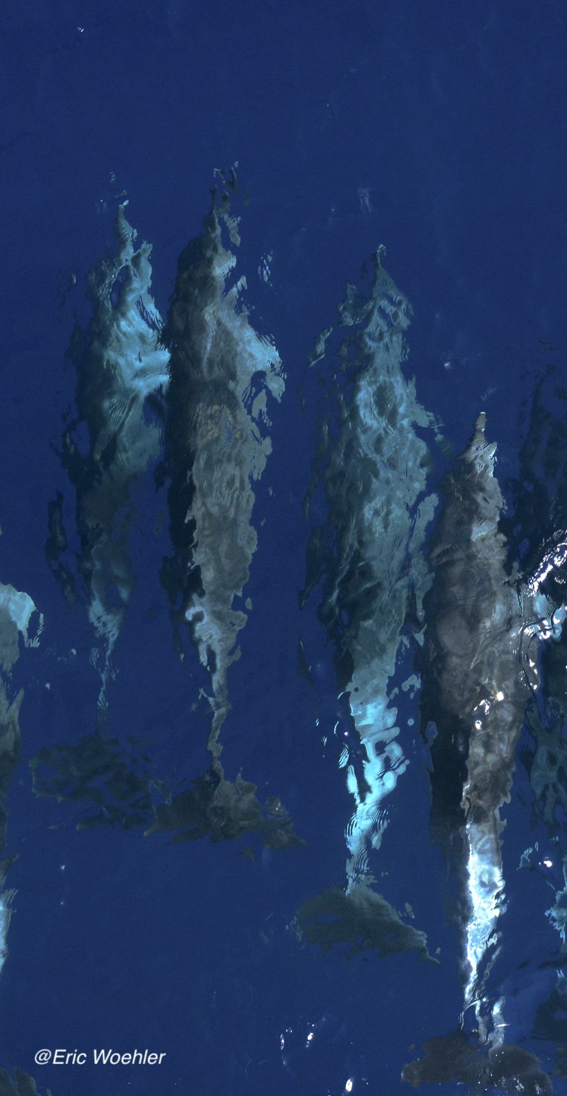 ariel photo of 5 bottle nosed dolphins swimming underwater