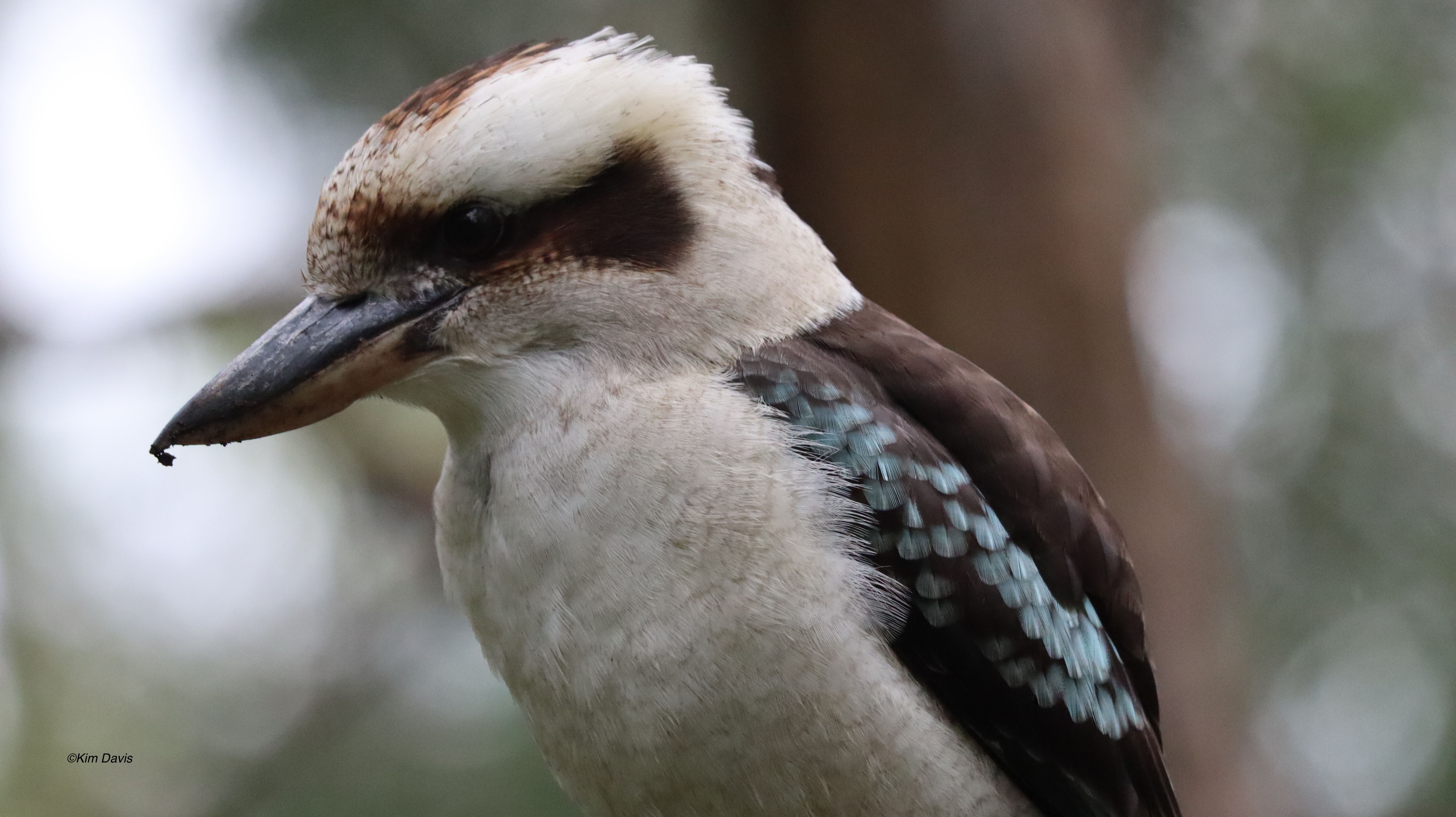 Kookaburra