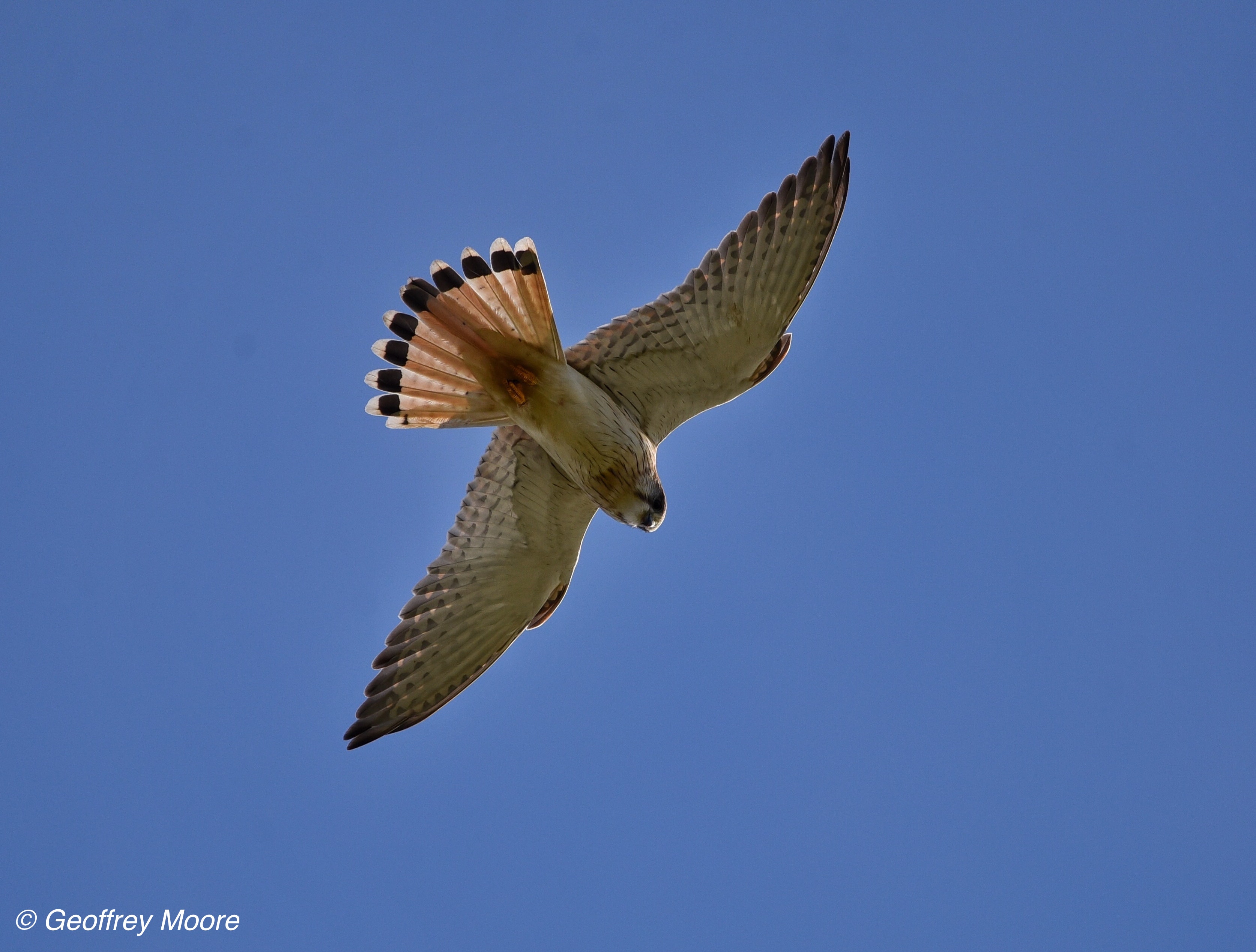 photo of Nankeen Kestral flying in blue sky
