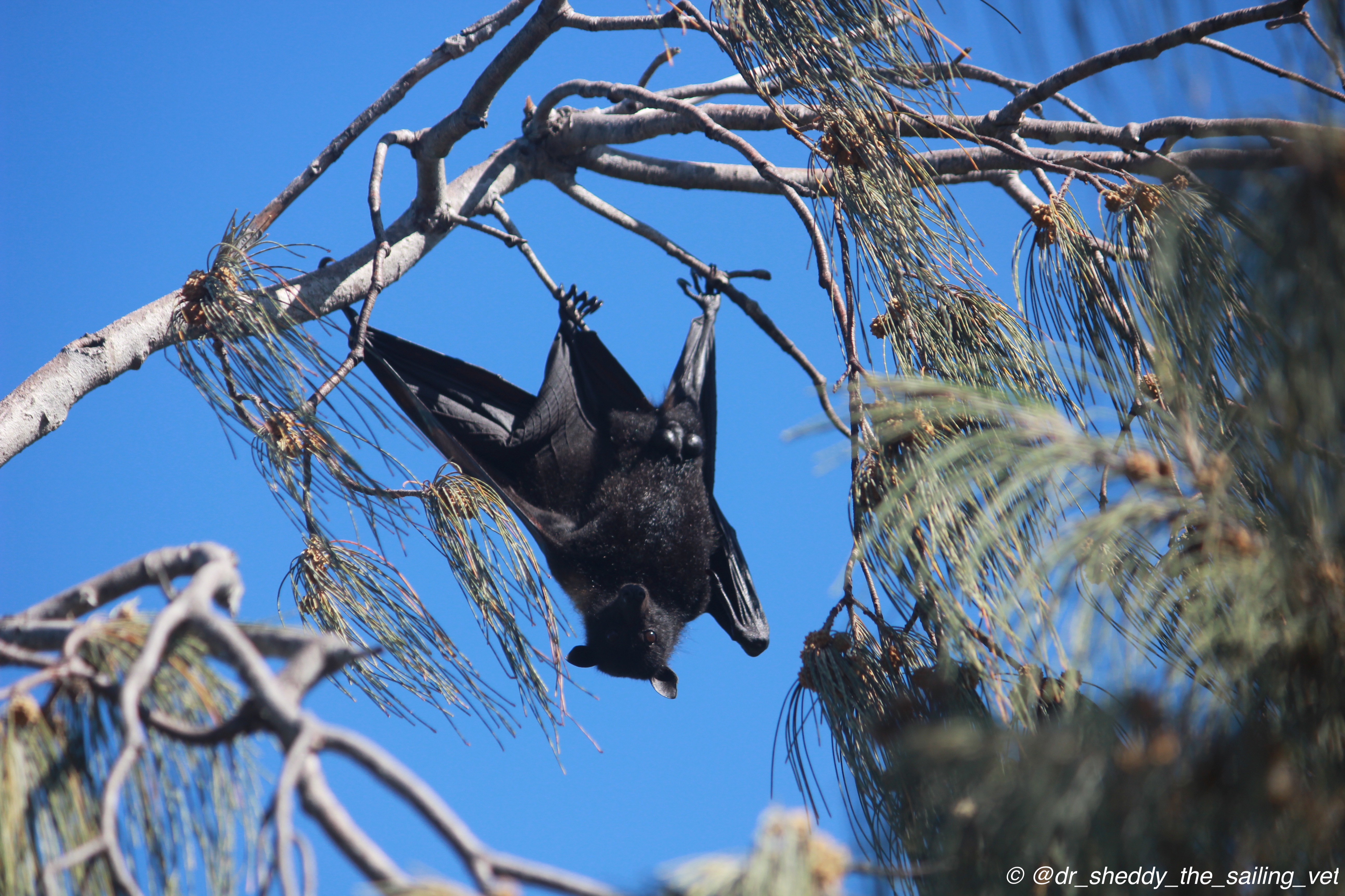 black flying fox hanging from tree branch